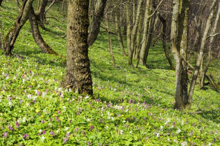 Téléchargez les photos : Forêt printanière avec fleurs, plantes à fleurs et troncs d'arbres - en image libre de droit