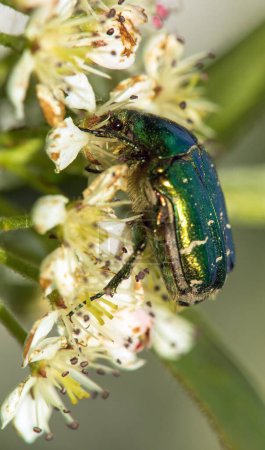 Green Rose Chafer, in latin Cetonia Aurata, on white and red flower