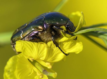 Photo for Green Rose Chafer, in latin Cetonia Aurata, on yellow rapeseed flower - Royalty Free Image