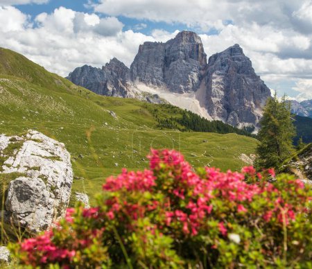 Mount Pelmo, view of Monte Pelmo red mountain flowers, South Tyrol, Alps Dolomites mountains, Italy Europe