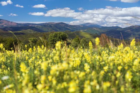prairie à fleurs jaunes et mont Kralova Hola, Low Tatras ou Nizke Tatry, montagnes des Carpates, Slovaquie