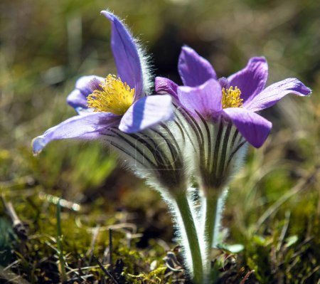 Pasqueflower, Hermosa flor azul de flor pascual mayor o pasqueflower en el prado, en latín pulsatilla grandis