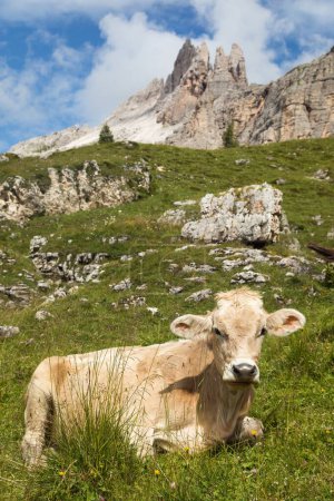 cow in alps on pasture, Dolomites mountains, Italy