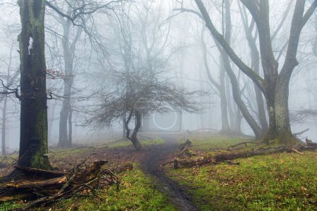 Bergwald-Stillleben, Blick in einen nebligen Quellwald mit Pfad, geheimnisvoller Wald ohne Blätter