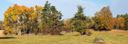 Paisaje otoñal vista panorámica de prados y bosques de álamo común, álamo euroasiático o pinos y álamo tembloroso  