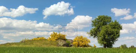 Photo for Cytisus scoparius, the common broom or Scotch broom yellow flowering in blooming time with tree and beautiful sky, panoramic view - Royalty Free Image