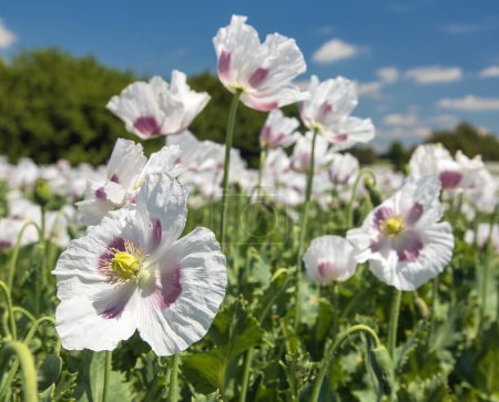 Detalle de flor de amapola de opio, en somniferum papaver latino, la amapola de floración de color blanco se cultiva en la República Checa para la industria alimentaria
