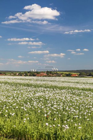 Blühendes Schlafmohnfeld in lateinisch papaver somniferum und Kernkraftwerk Dukovany, weißer Mohn wird in der Tschechischen Republik für die Lebensmittelindustrie angebaut