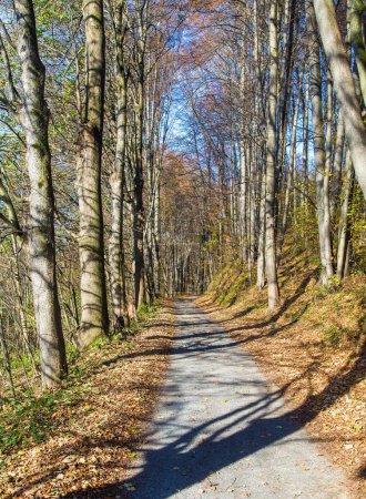 Route forestière d'automne dans la forêt de hêtres à feuilles caduques, République tchèque