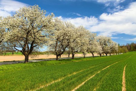 Straße und Allee blühender Kirschbäume in lateinisch Prunus cerasus mit schönem Himmel, weiß blühende Kirsche, Frühlingslandschaft