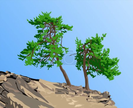 Árboles, dos pinos en la colina aislados en el fondo azul del cielo
