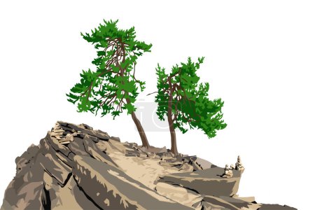 Illustration for Trees, two pine trees on hill isolated on white sky background - Royalty Free Image