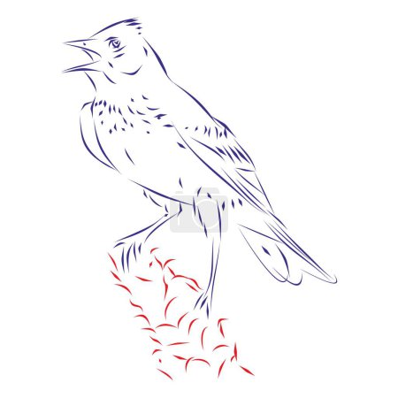 Illustration for Continuous line drawing of a lark bird, singing. Hand drawn, vector illustration - Royalty Free Image