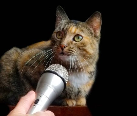 Téléchargez les photos : Un beau chat tabby marron assis sur une table avec un microphone argenté brillant devant lui. Le chat regarde loin de la caméra sur un fond sombre, créant une scène captivante. - en image libre de droit