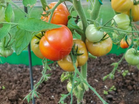 Photo for A close-up of a cluster of ripe tomatoes growing in a greenhouse. The tomatoes are of various sizes and colors, from green to red. The background is a blur of green leaves. - Royalty Free Image
