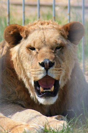 Foto de Experimenta la belleza de un león macho con rasgos llamativos y una melena impresionante. La mirada intensa y la postura real irradian poder, atrayéndote al mundo salvaje. - Imagen libre de derechos