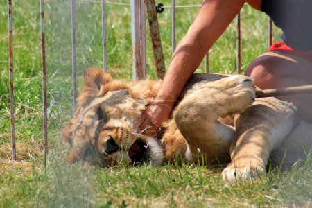 Un hábil domador de leones muestra confianza y afecto abrazándose con un majestuoso león en una vibrante carpa de circo, destacando el estrecho vínculo entre humanos y animales en una actuación fascinante.