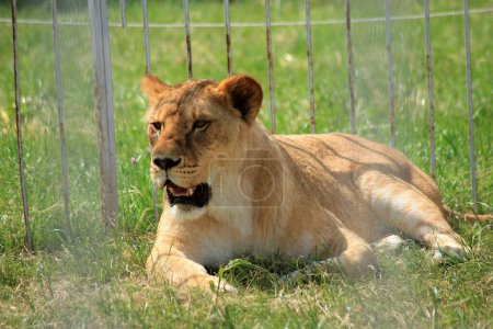 Foto de Una majestuosa leona, con su piel dorada brillando a la luz del sol, yace graciosamente en la exuberante hierba verde detrás de una cerca de eslabones de cadena segura en el zoológico, su mirada enfocada en el mundo más allá. - Imagen libre de derechos