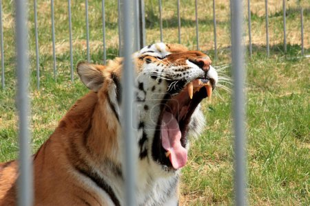 Ein majestätischer Tiger im Käfig eines Zoos, der Dominanz mit einem einschüchternden Gesichtsausdruck zur Schau stellt. Das mächtige Raubtier sticht vor sattgrünem Hintergrund hervor und ruft Ehrfurcht und Respekt hervor.