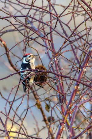 Téléchargez les photos : Middle spotted woodpecker (Dendrocoptes medius) is a European woodpecker in winter. Czech Republic wildlife - en image libre de droit