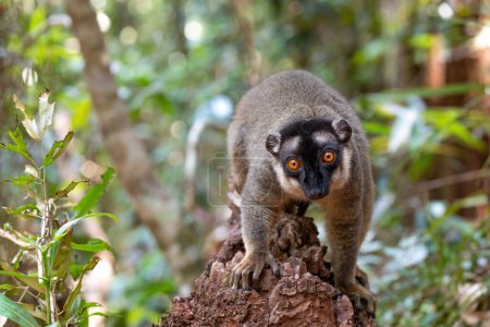 Téléchargez les photos : Cute Common brown lemur (Eulemur fulvus) with orange eyes. Endangered endemic animal on tree trunk in natural habitat, Reserve Peyrieras Madagascar Exotic, Madagascar wildlife animal. - en image libre de droit