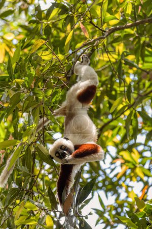 Foto de Beautiful Coquerel's sifaka lemur, (Propithecus coquereli). Endangered endemic animal hanged on tree and feeding in natural habitat. Reserve Peyrieras Madagascar Exotic, Madagascar wildlife animal. - Imagen libre de derechos