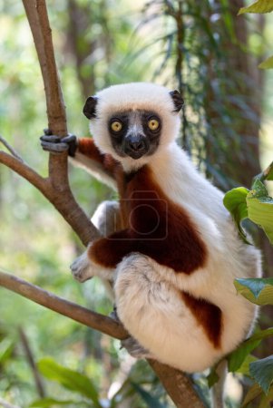 Foto de Beautiful Coquerel's sifaka lemur, (Propithecus coquereli). Endangered endemic animal sitting on tree trunk in natural habitat. Reserve Peyrieras Madagascar Exotic, Madagascar wildlife animal. - Imagen libre de derechos