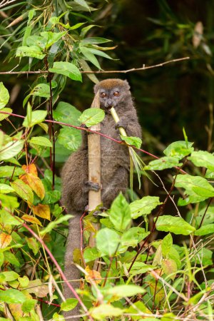 Foto de Eastern lesser bamboo lemur, (Hapalemur griseus), Endangered endemic animal on bamboo and feeding in rain forest, Andasibe-Mantadia National Park - Analamazaotra, Madagascar wildlife animal. - Imagen libre de derechos
