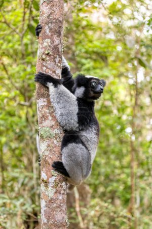Foto de Largest living lemur Indri, (Indri Indri), called the babakoto, Endangered endemic animal hanged on tree in rainforest. Andasibe-Mantadia National Park - Analamazaotra, Madagascar wildlife animal. - Imagen libre de derechos