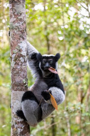 Foto de Largest living lemur Indri, (Indri Indri), called the babakoto, Endangered endemic animal on tree and feeding . Andasibe-Mantadia National Park - Analamazaotra, Madagascar wildlife animal. - Imagen libre de derechos