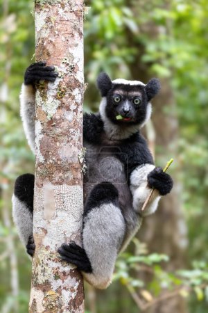 Foto de Largest living lemur Indri, (Indri Indri), called the babakoto, Endangered endemic animal on tree and feeding . Andasibe-Mantadia National Park - Analamazaotra, Madagascar wildlife animal. - Imagen libre de derechos