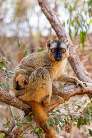 Foto de Red-Fronted Lemur (Eulemur Rufifrons), female with small cute baby. Endangered endemic animal in Kirindy Forest, Madagascar wildlife animal. - Imagen libre de derechos