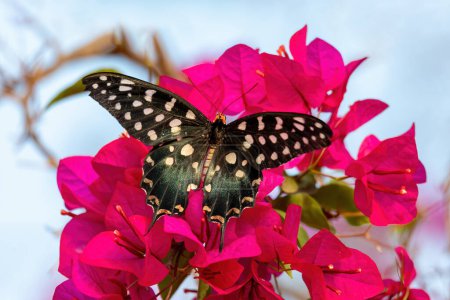 Foto de Pharmacophagus antenor, the Madagascar giant swallowtail, endemic butterfly from the family Papilionidae.Animal sits on red Bougainvillea flowers blooming, Kivalo, Menabe Madagascar wildlife - Imagen libre de derechos