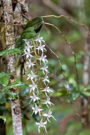 Foto de Aerangis Modesta or Aerangis articulata, White flower species of epiphytic orchid native to Madagascar. Andasibe-Mantadia National Park. Madagascar wild flora. - Imagen libre de derechos