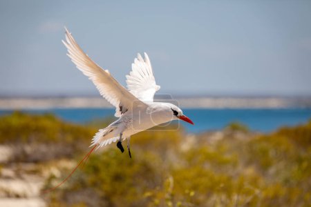 Téléchargez les photos : The red-tailed tropicbird (Phaethon rubricauda) in flight. Seabird native to tropical parts of Indian and Pacific Oceans. Bird flying against blue sky on island Nosy Ve. Madagascar wildlife animal. - en image libre de droit