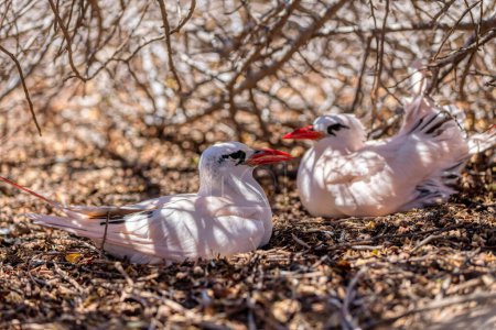 Téléchargez les photos : The red-tailed tropicbird (Phaethon rubricauda). Seabird native to tropical parts of Indian and Pacific Oceans. Bird females sitting on ground nest on eggs. Island Nosy Ve. Madagascar wildlife animal. - en image libre de droit
