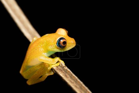 Téléchargez les photos : Green Bright-Eyed Frog (Boophis Viridis), species of endemic frog in the family Mantellidae. Ranomafana, Madagascar wildlife animal. - en image libre de droit