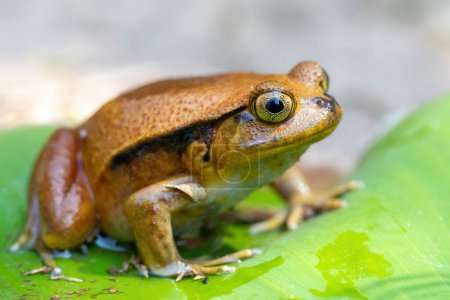 Foto de Dyscophus guineti, the false tomato frog or the Sambava tomato frog, is a species of frog in the family Microhylidae, Reserve Peyrieras Madagascar Exotic. Madagascar wildlife animal - Imagen libre de derechos