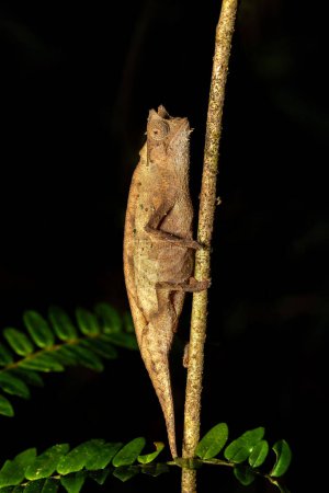 Foto de Brown leaf chameleon or stump-tailed chameleon (Brookesia superciliaris) is a small endemic chameleon, Andasibe-Mantadia National Park, Madagascar wildlife animal. - Imagen libre de derechos