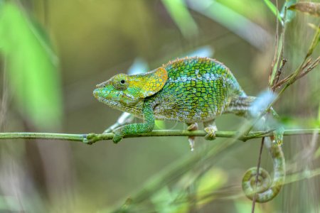 Foto de Female of Short-horned chameleon (Calumma brevicorne), Endemic animal climbing on bamboo, Andasibe-Mantadia National Park, Madagascar wildlife animal - Imagen libre de derechos