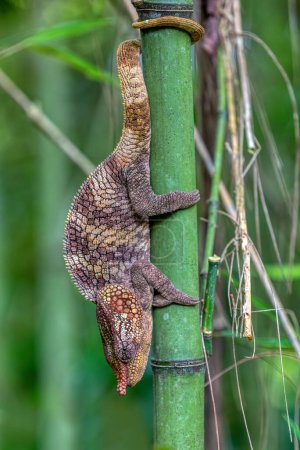 Foto de Male of Short-horned chameleon (Calumma brevicorne), Endemic animal climbing on bamboo, Andasibe-Mantadia National Park, Madagascar wildlife animal - Imagen libre de derechos