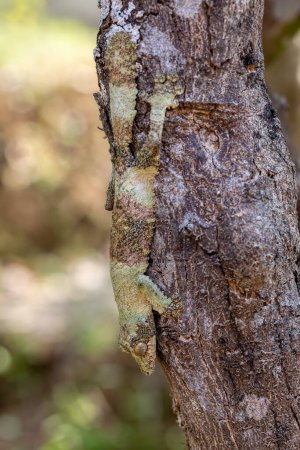 Foto de Uroplatus sikorae, mossy leaf-tailed gecko or the southern flat-tail gecko, is species of Cites protected endemic lizard in the family Gekkonidae. Reserve Peyrieras Madagascar Exotic, Wildlife animal - Imagen libre de derechos