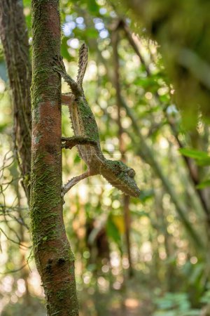 Foto de Uroplatus sikorae, mossy leaf-tailed gecko or the southern flat-tail gecko, is species of Cites protected endemic lizard in the family Gekkonidae. Ranomafana National Park, Madagascar wildlife animal. - Imagen libre de derechos
