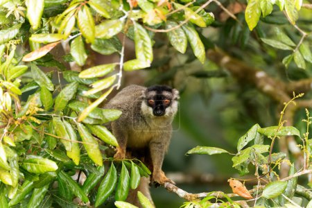 Foto de Cute Common brown lemur (Eulemur fulvus) with orange eyes. Endangered endemic animal on tree trunk in natural habitat, Andasibe-Mantadia National Park - Analamazaotra, Madagascar wildlife animal. - Imagen libre de derechos