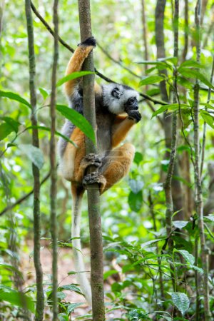 Foto de Colorful Diademed Sifaka lemur, (Propithecus diadema) Endangered endemic animal on ground and feeding in rain forest, Andasibe-Mantadia National Park- Analamazaotra, Madagascar wildlife animal. - Imagen libre de derechos