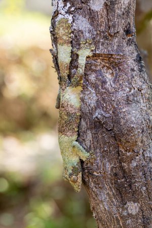Foto de Uroplatus sikorae, mossy leaf-tailed gecko or the southern flat-tail gecko, is species of Cites protected endemic lizard in the family Gekkonidae. Ranomafana National Park, Madagascar wildlife animal. - Imagen libre de derechos