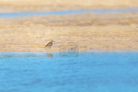 Photo for Common sandpiper (Actitis hypoleucos), small Palearctic wader. Bird in on river bank. Kivalo, Madagascar wildlife animal - Royalty Free Image