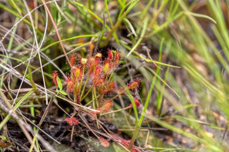 Photo for Drosera madagascariensis is a carnivorous plant of the sundew genus (Drosera), wild flower in Andringitra National Park, Madagascar wilderness - Royalty Free Image