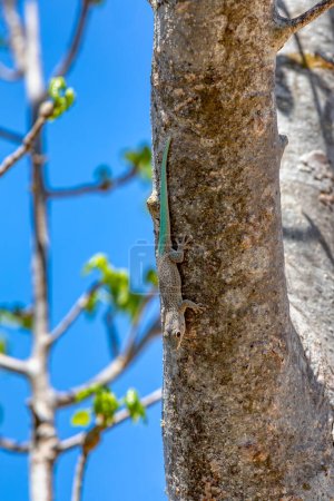 Téléchargez les photos : Phelsuma mutabilis is diurnal species of gecko that is native to south-west Madagascar and typically dwells on trees and bushes, Female on three trunk, Arboretum d'Antsokay, Madagascar wildlife animal - en image libre de droit