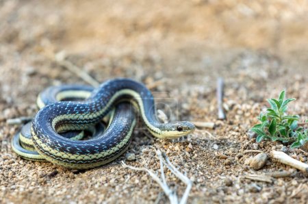 Foto de Thamnosophis lateralis, commonly known as the lateral water snake, is a endemic species of snake in the family Pseudoxyrhophiidae, Anja Comunity reserve, Madagascar wildlife animal - Imagen libre de derechos